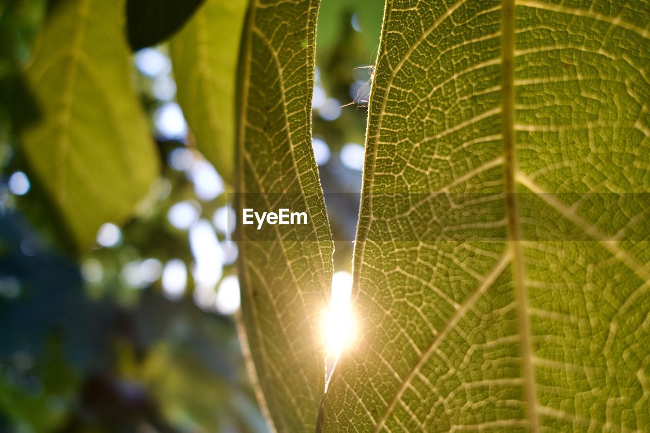 sunlight, green, leaf, plant part, plant, tree, nature, close-up, yellow, macro photography, no people, beauty in nature, light, growth, branch, flower, outdoors, lens flare, sun, day, environment, low angle view, leaf vein, freshness, backgrounds, focus on foreground, sky, tranquility, back lit, sunbeam, selective focus