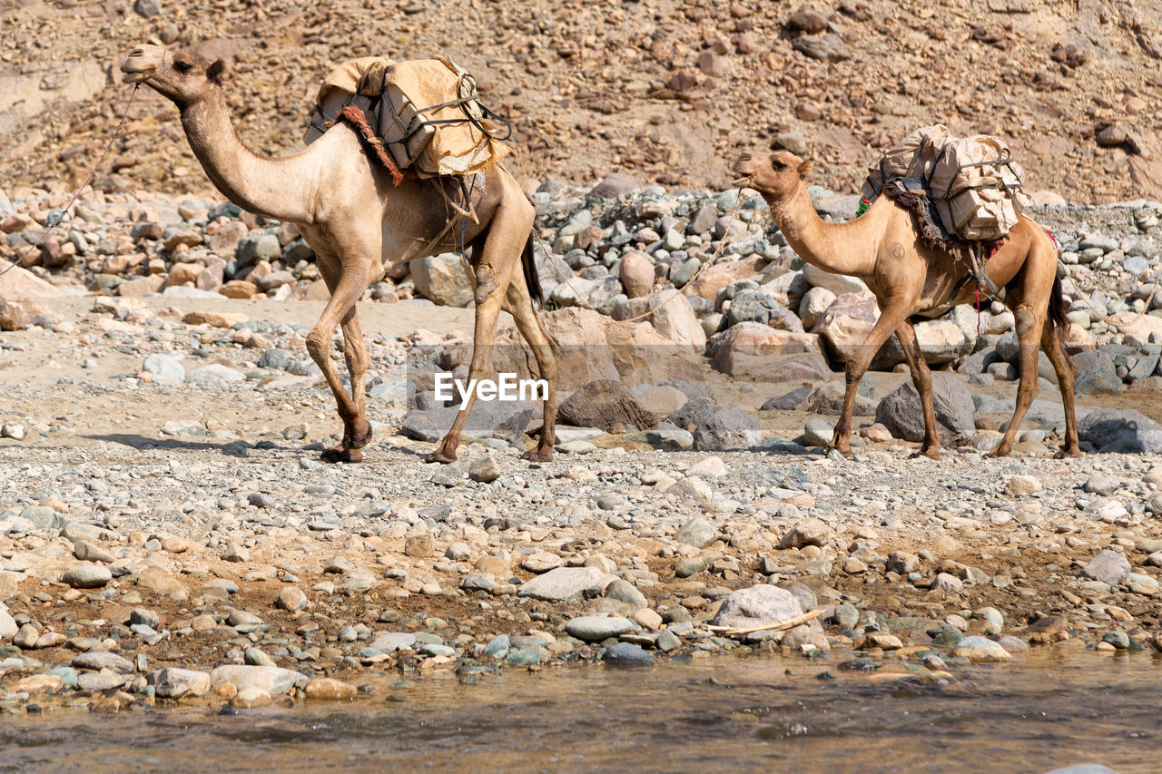 CAMELS IN DESERT