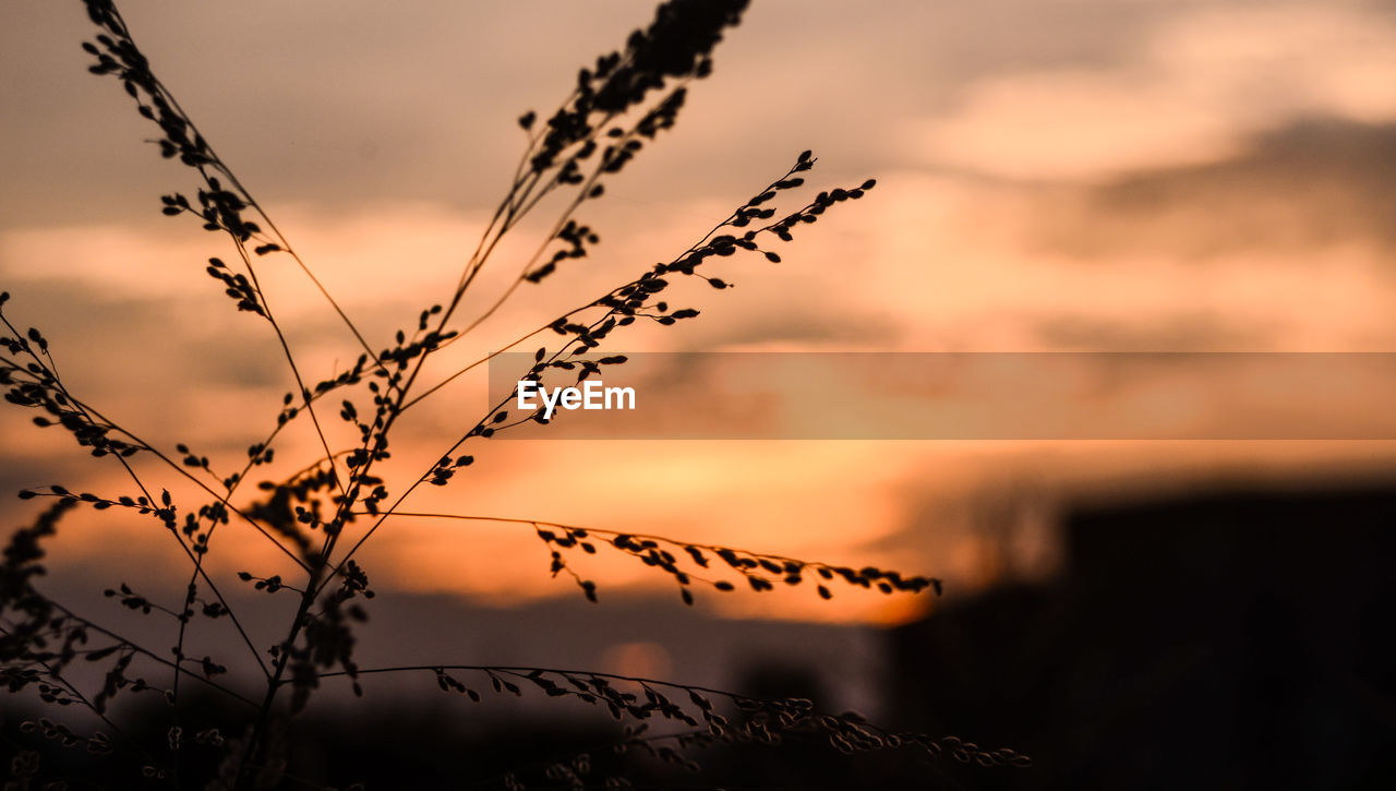 Close-up of silhouette plant against sky during sunset