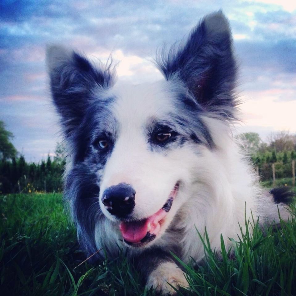 PORTRAIT OF DOG ON GRASSY FIELD