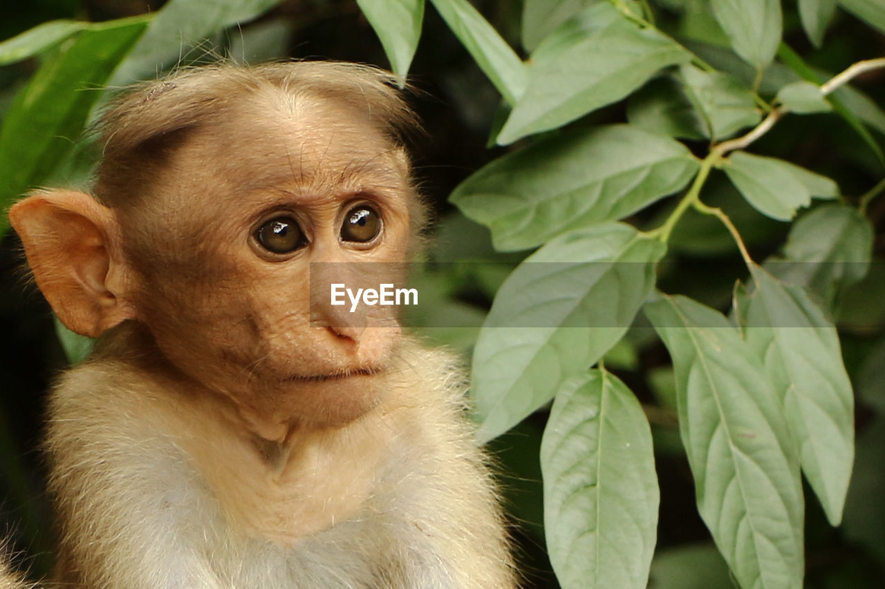 Close-up portrait of a monkey