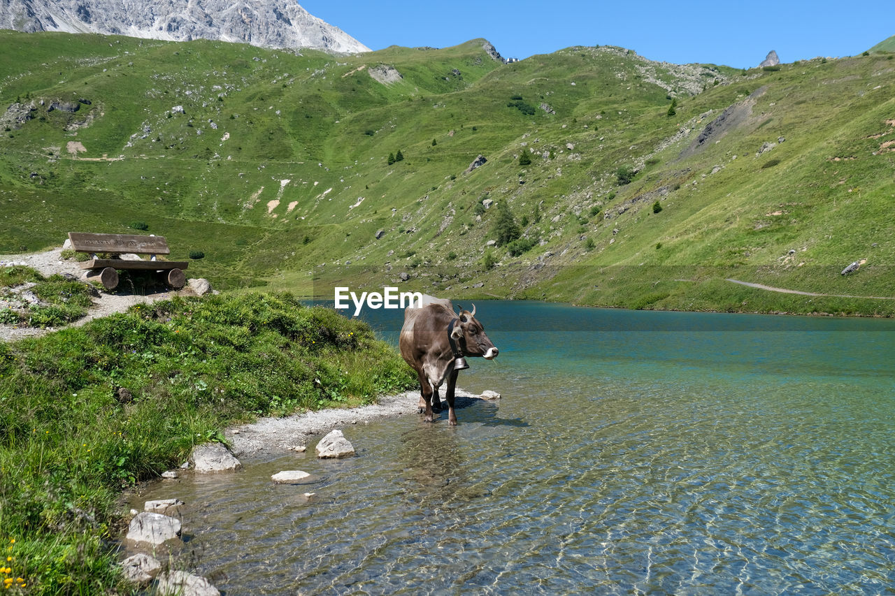 Panoramic view of a traditional cow on mountain