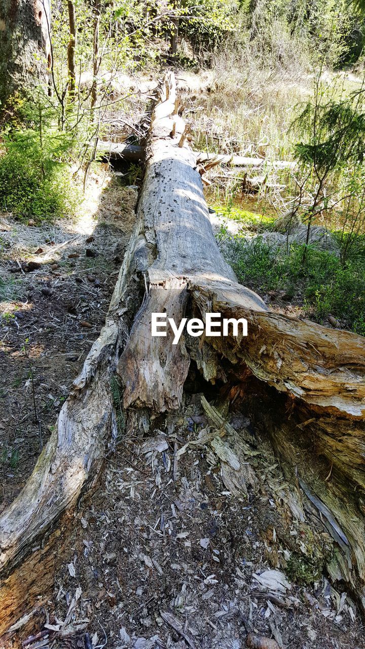 FULL FRAME SHOT OF TREES IN FOREST