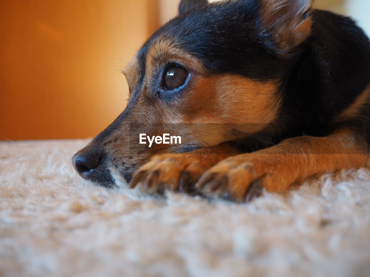 Close-up of dog on a carpet looking away