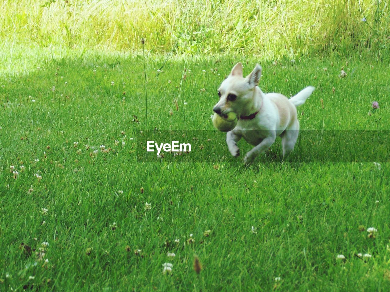 View of a dog running on grassland