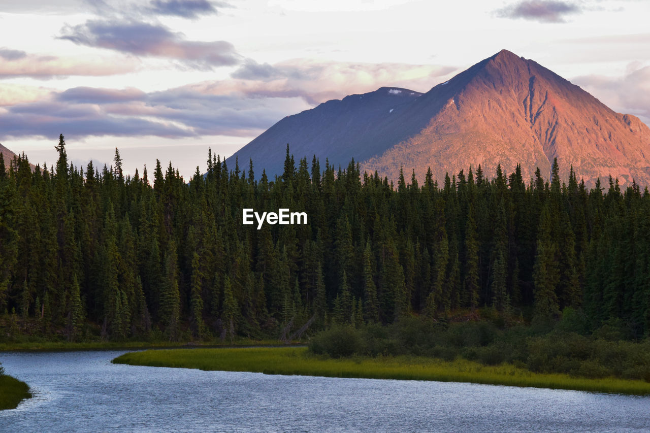 Scenic view of pine trees and mountains against sky