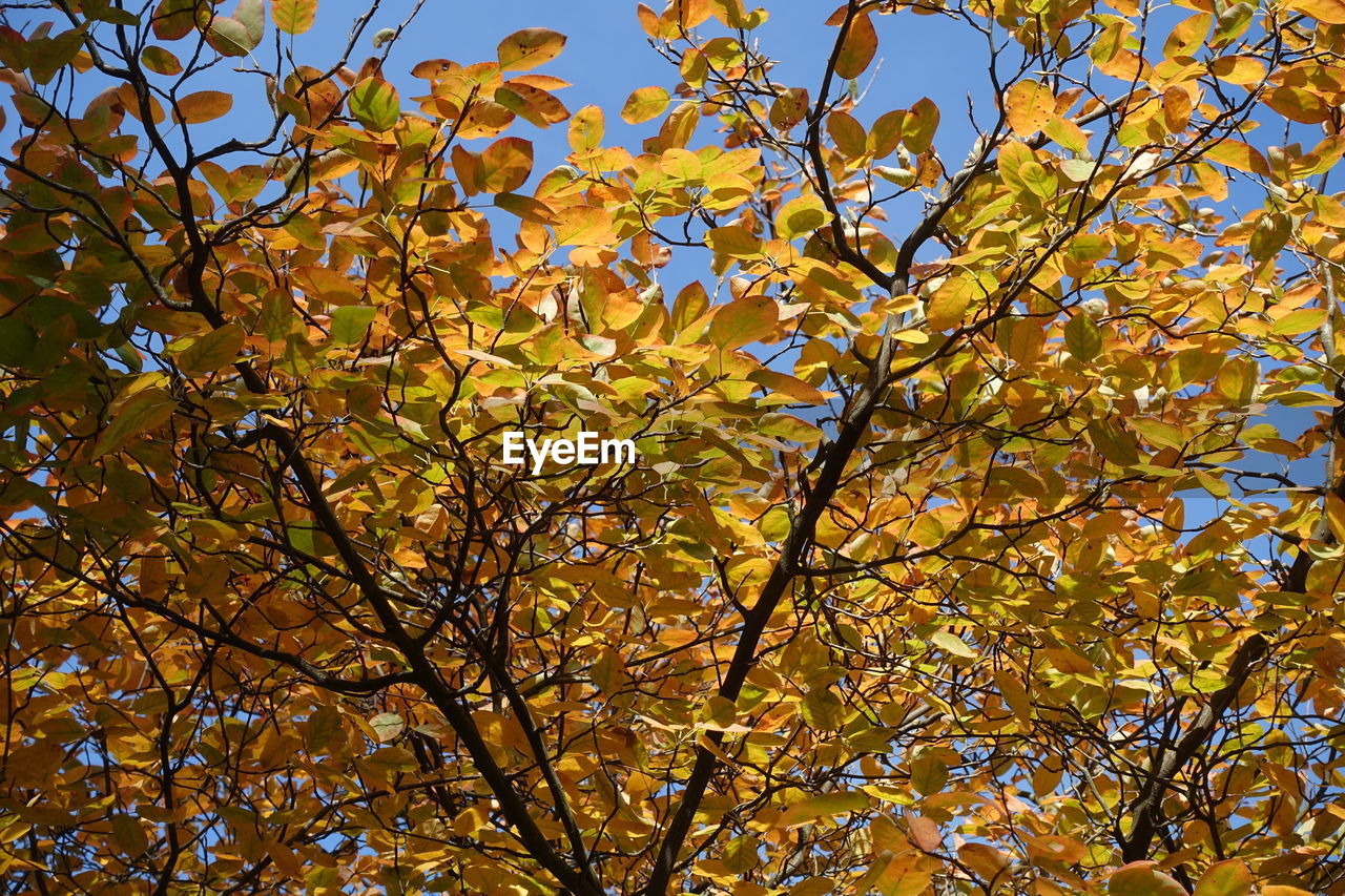 LOW ANGLE VIEW OF TREE DURING AUTUMN