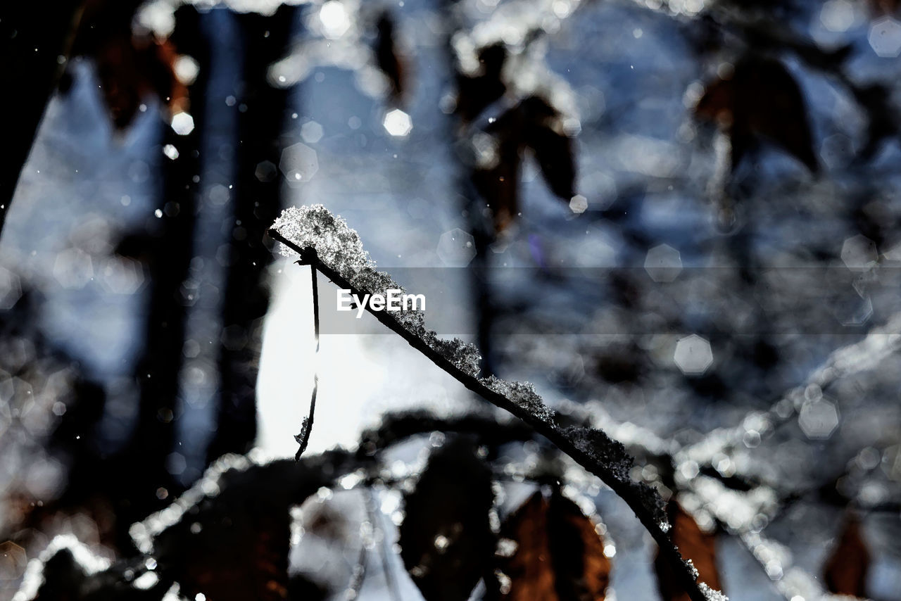 CLOSE-UP OF FROZEN PLANTS