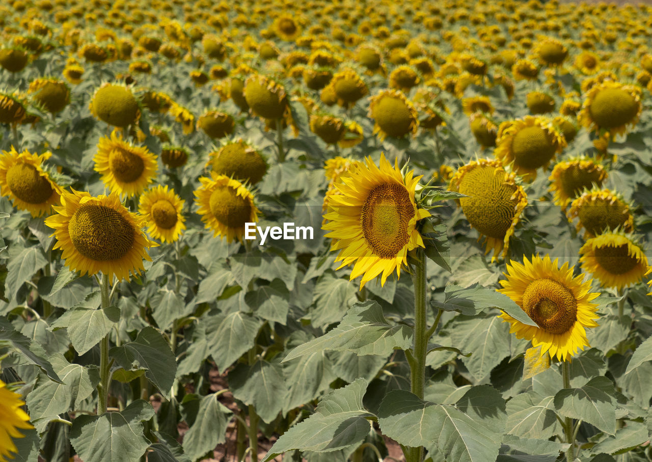 Sunflower in the foreground on sunflower field
