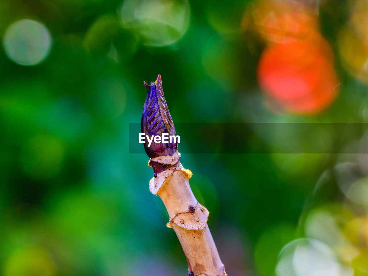 Close-up of tree against blurred background