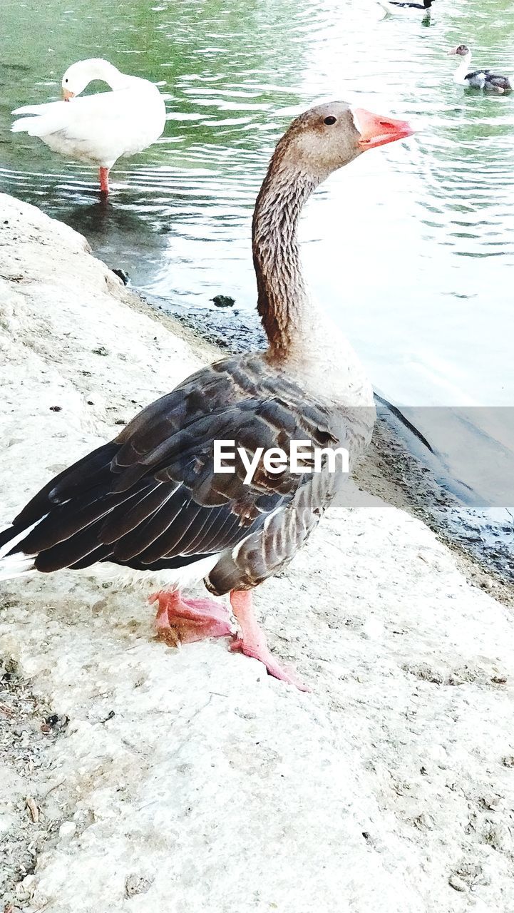 animal themes, animal, bird, vertebrate, animals in the wild, animal wildlife, water, lake, group of animals, nature, water bird, no people, goose, greylag goose, day, lakeshore, beach, duck, outdoors, beak, animal neck