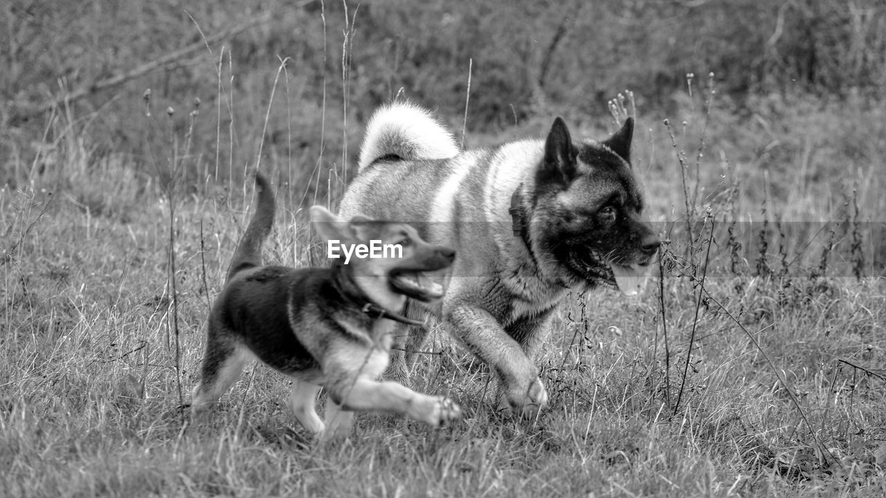 VIEW OF TWO DOGS ON LAND