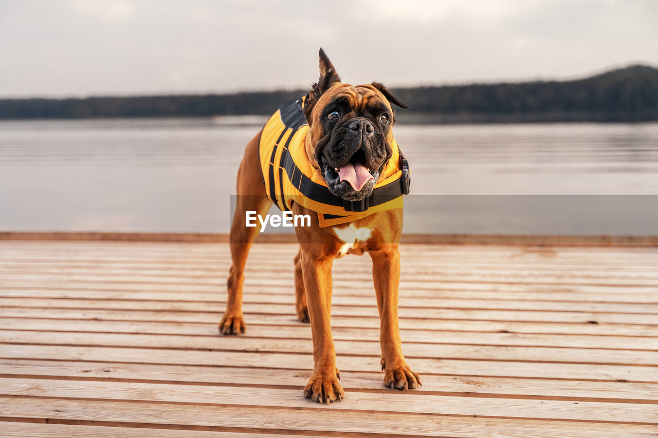 A dog in a life jacket on the pier