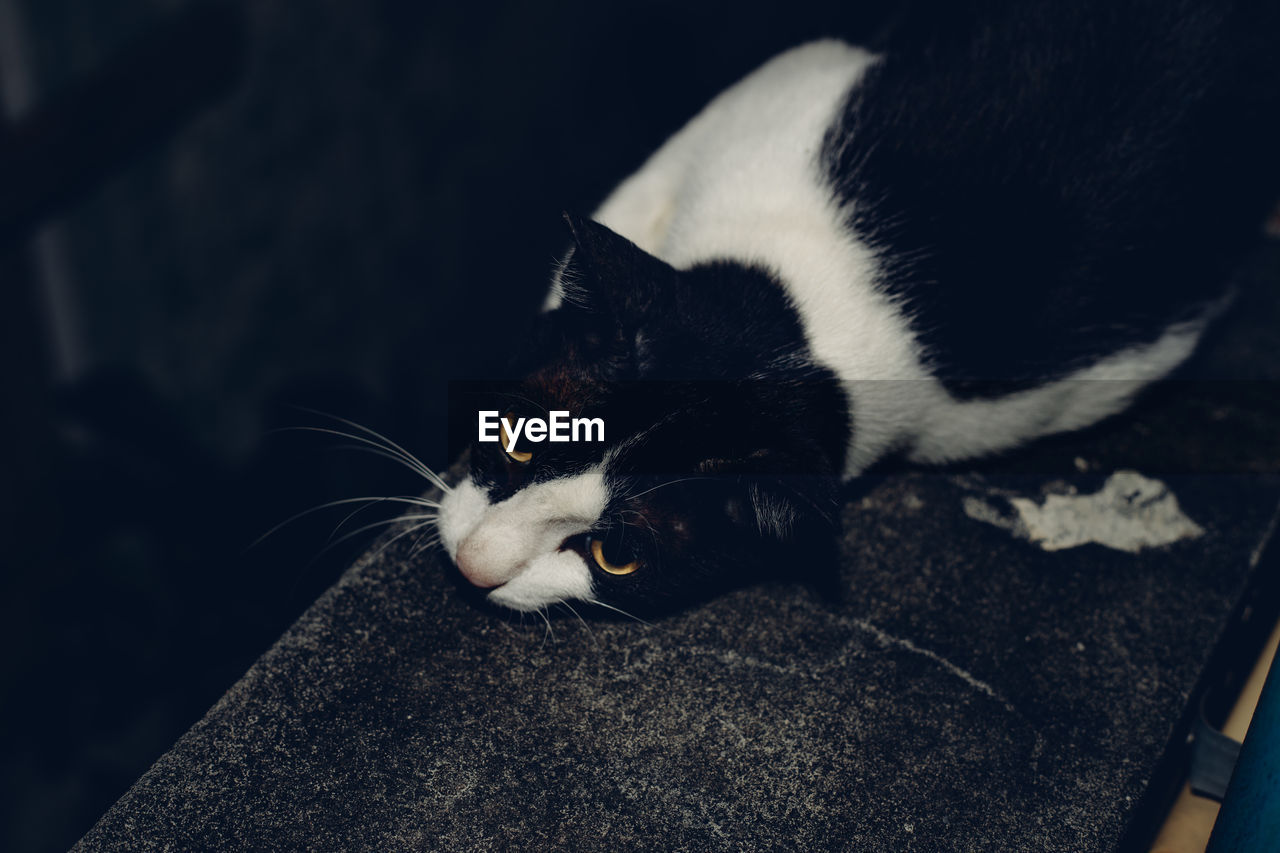 black, animal themes, animal, mammal, cat, pet, white, one animal, domestic animals, domestic cat, feline, whiskers, blue, relaxation, no people, nose, animal body part, indoors, felidae, small to medium-sized cats, lying down, close-up, kitten, resting
