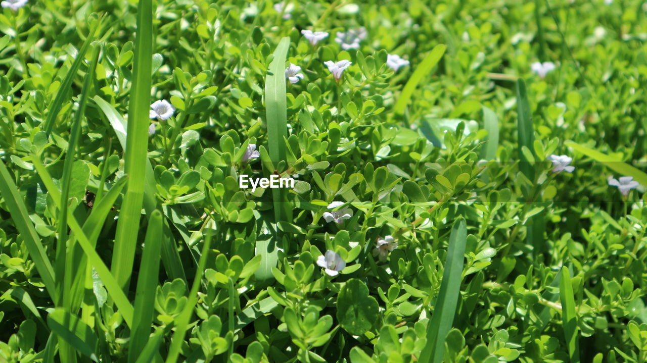 FULL FRAME SHOT OF FRESH GREEN PLANTS