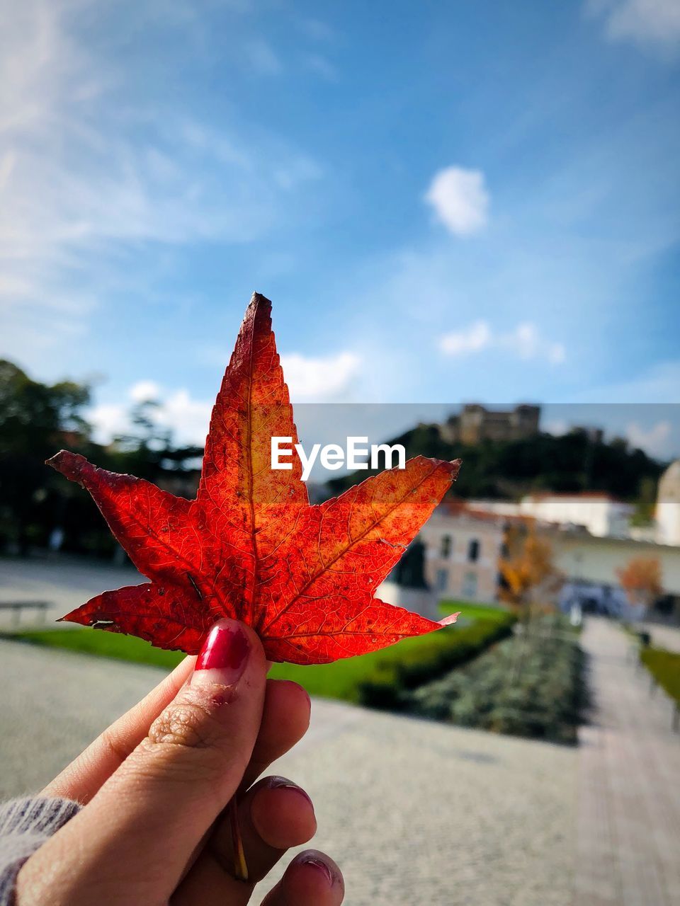 Cropped hand of woman holding maple leaf in city during autumn