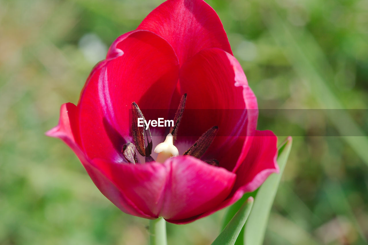 Close-up of pink flower