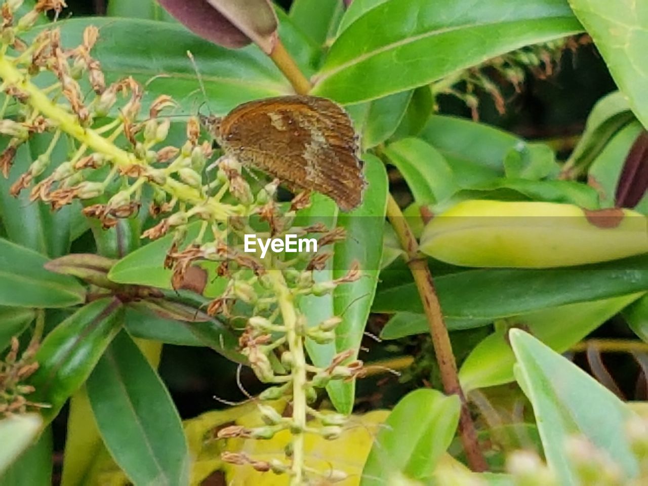 CLOSE-UP OF INSECTS ON PLANT