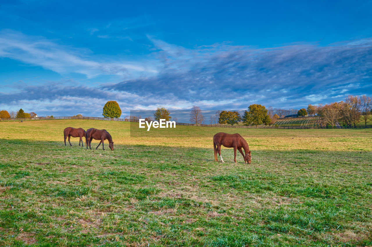 HORSES GRAZING IN FIELD