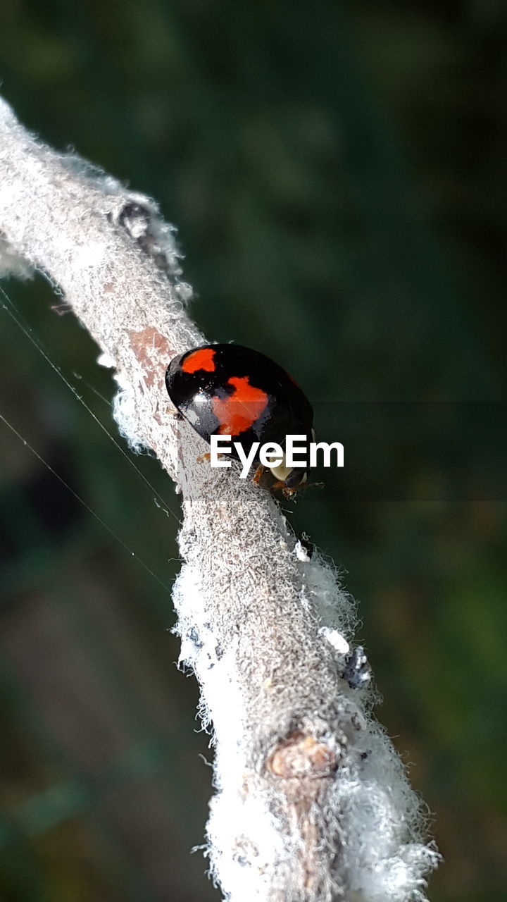 HIGH ANGLE VIEW OF LADYBUG ON LEAF