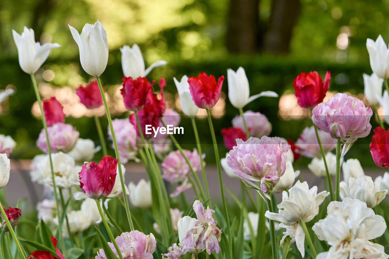 flower, flowering plant, plant, beauty in nature, freshness, nature, pink, close-up, blossom, fragility, flower head, petal, no people, springtime, inflorescence, multi colored, tulip, flowerbed, ornamental garden, outdoors, summer, plant part, leaf, garden, growth, red, focus on foreground, botany, green, grass, front or back yard, rose, selective focus, environment, day, field, sunlight, landscape, land, flower arrangement, social issues, floristry