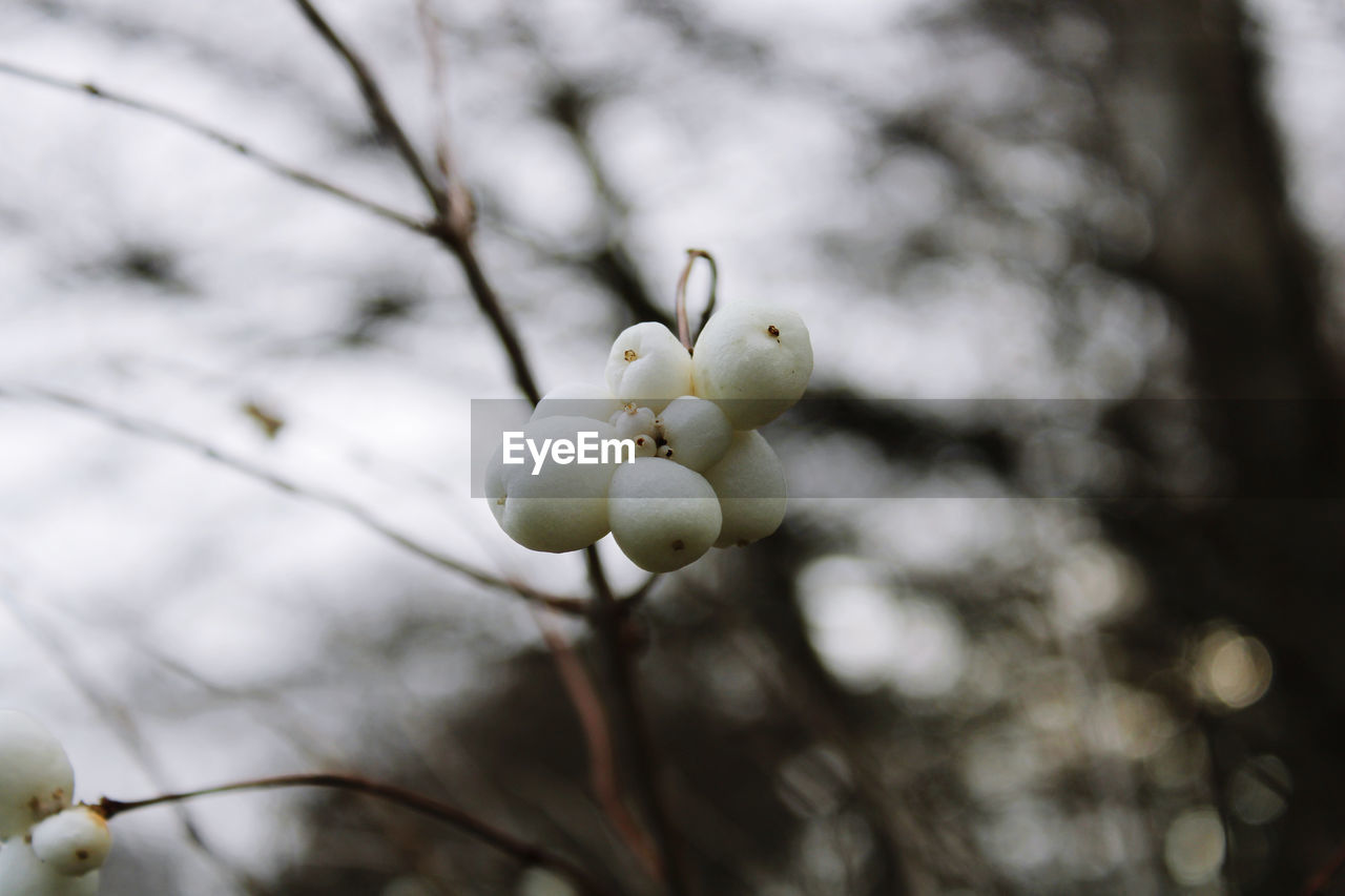 LOW ANGLE VIEW OF FRUITS ON TREE