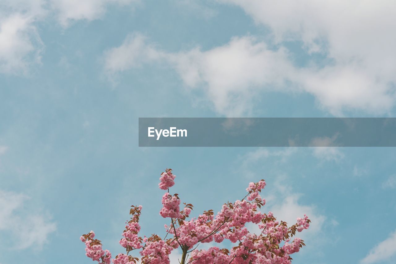 Low angle view of pink flowers blooming against sky