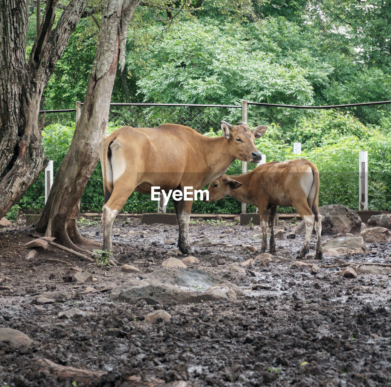 HORSES STANDING ON FIELD AGAINST TREES