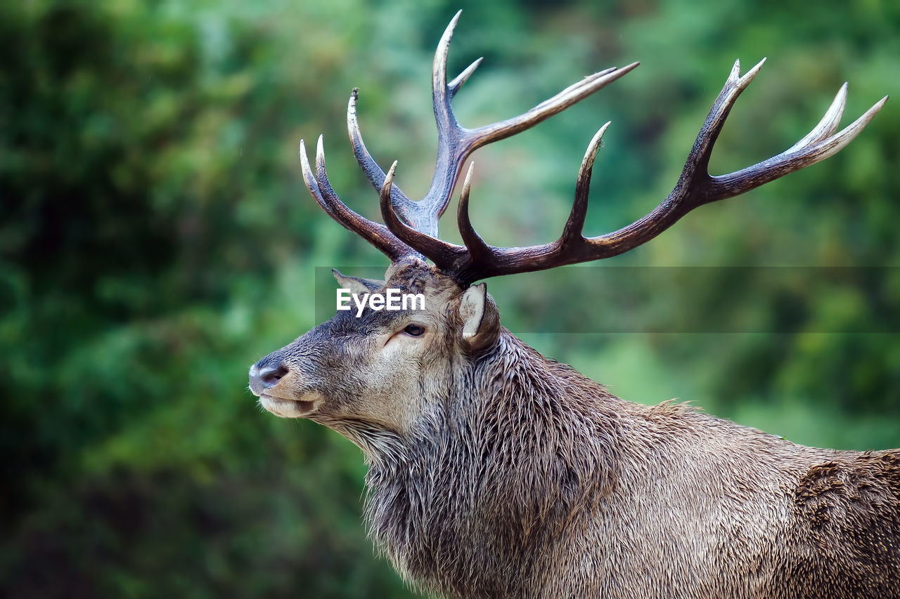 Close-up side view of horned animal