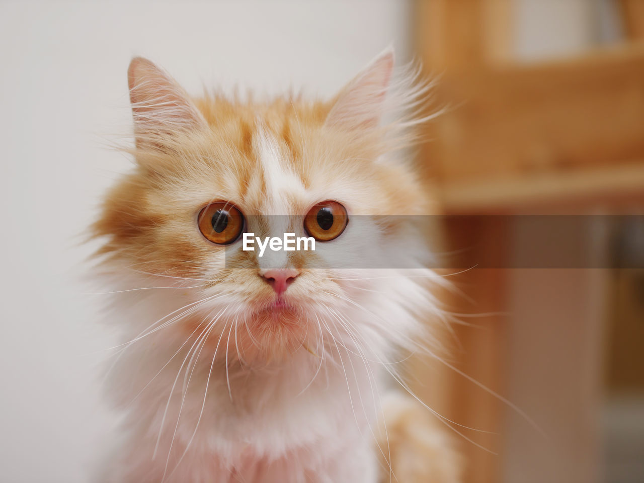 Close-up shot persian kitten sitting and look, select focus shallow depth of field