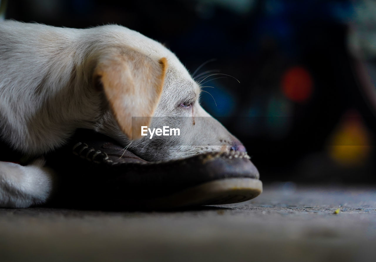 Close-up of dog resting