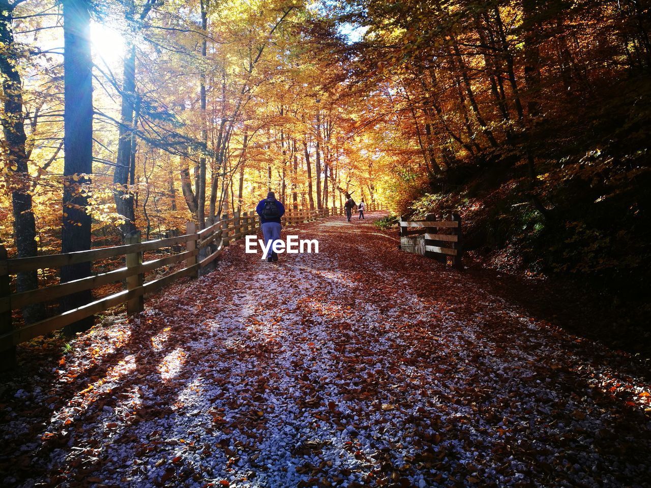 Rear view of people at forest during autumn