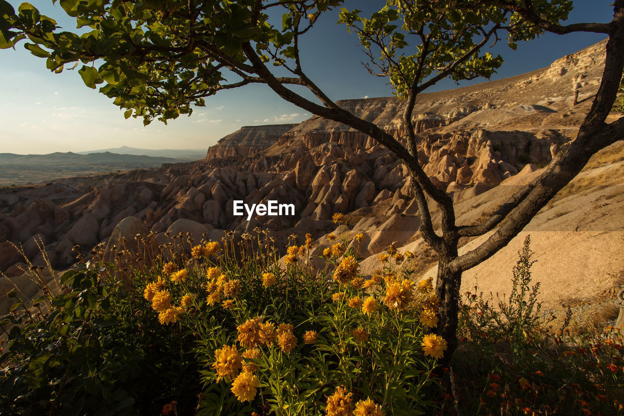 SCENIC VIEW OF FLOWERING PLANTS AGAINST MOUNTAIN