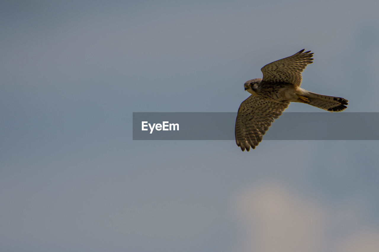 LOW ANGLE VIEW OF OWL FLYING AGAINST CLEAR SKY