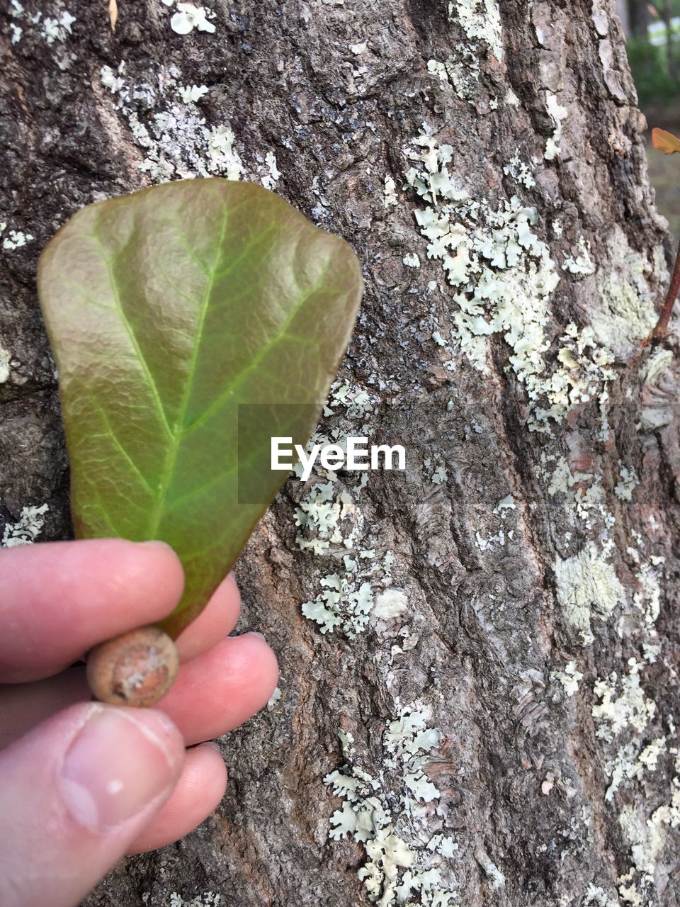 CLOSE-UP OF HUMAN HAND HOLDING LEAF