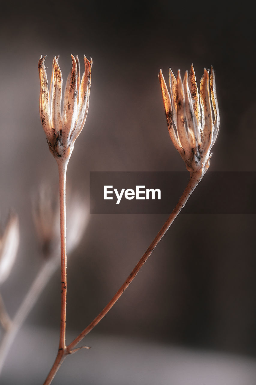 Close-up of dried plant