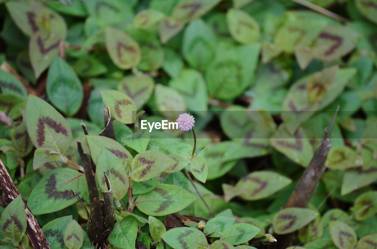 Close-up of purple flowering plant