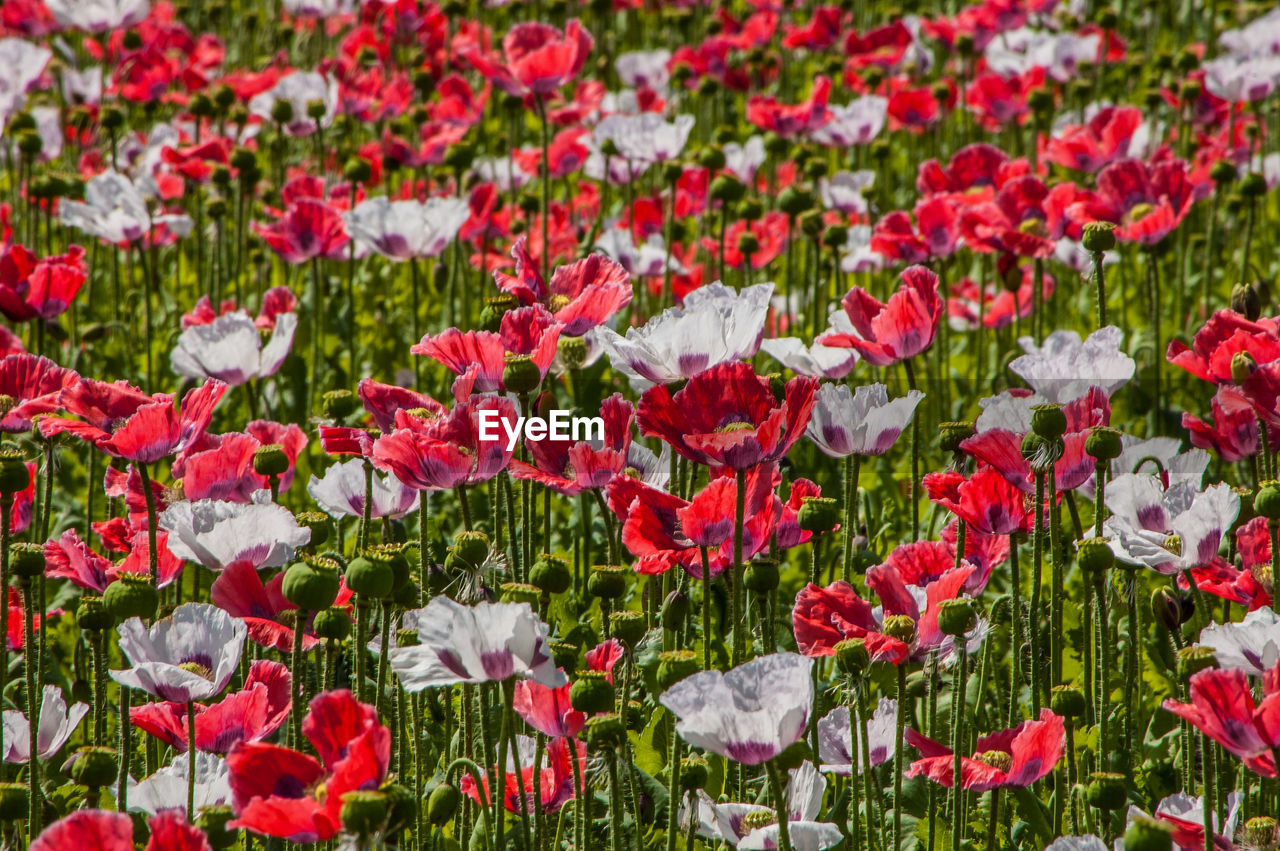 Red poppy flowers blooming on field