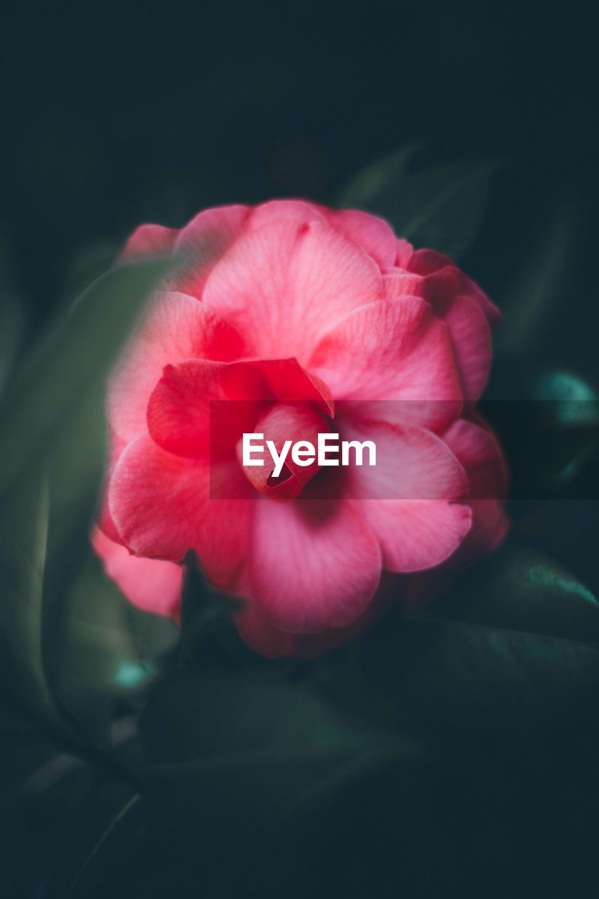 CLOSE-UP OF PINK FLOWER BLOOMING