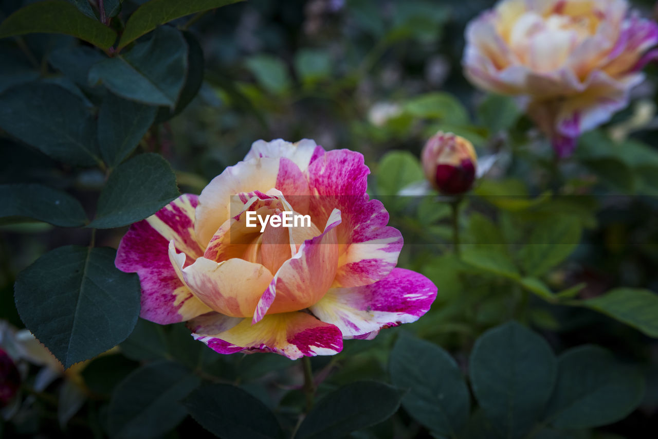 Close-up of pink rose flower