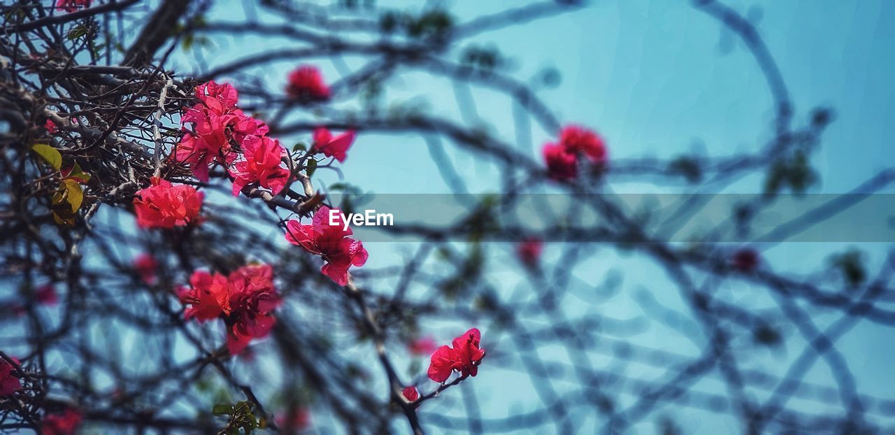 LOW ANGLE VIEW OF PINK FLOWERING PLANT