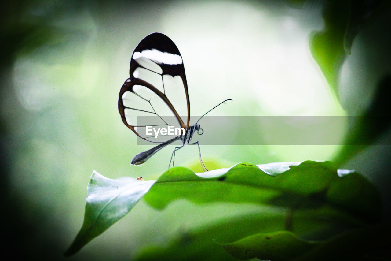 Close-up of butterfly on leaf