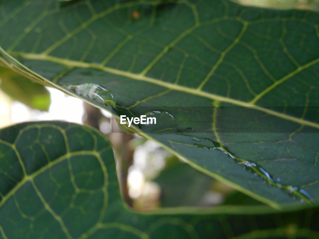 CLOSE-UP OF WATER DROPS ON PLANT LEAF