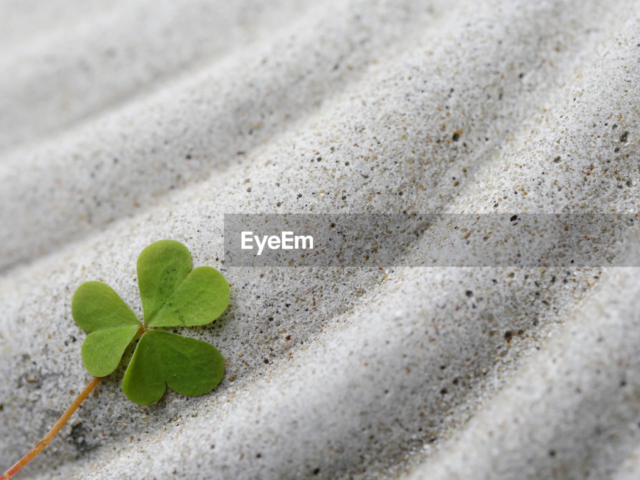 Close-up of clover leaf on stone