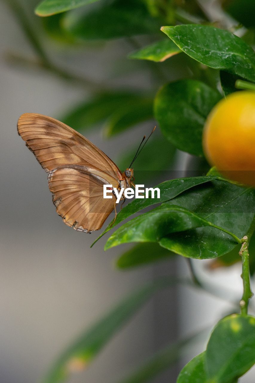 CLOSE-UP OF BUTTERFLY POLLINATING ON FLOWER