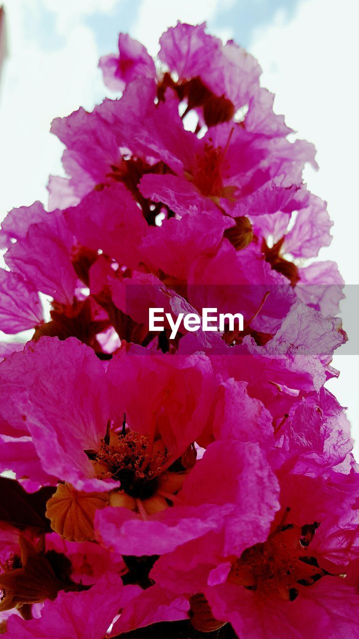 CLOSE-UP OF PINK FLOWER BLOOMING OUTDOORS