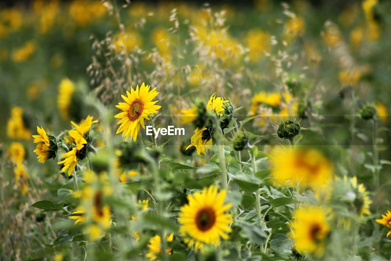 Close-up of sunflowers growing on field