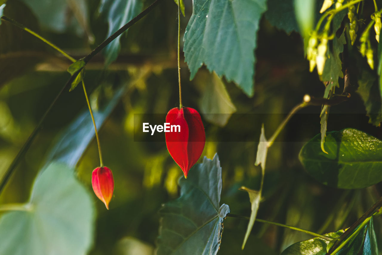 green, plant, nature, flower, leaf, plant part, red, growth, sunlight, beauty in nature, yellow, close-up, freshness, flowering plant, no people, tree, outdoors, macro photography, food, land, focus on foreground, day, fruit, food and drink, environment