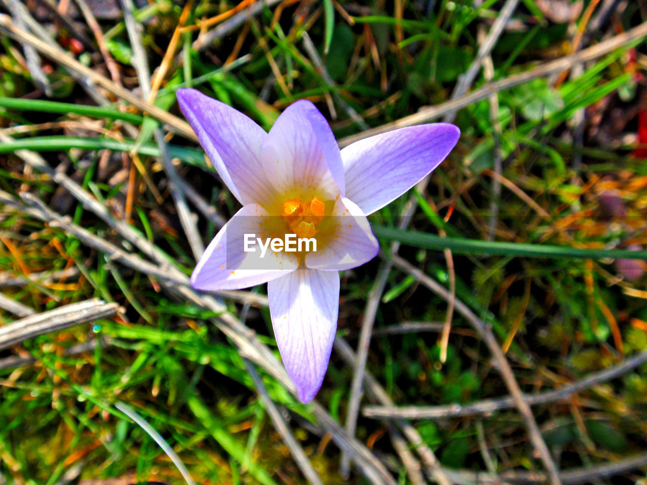 CLOSE-UP OF PURPLE CROCUS BLOOMING IN PARK