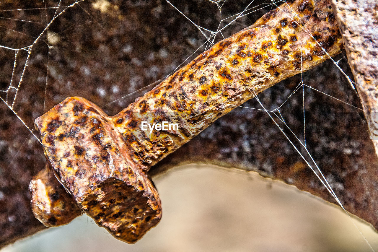 Close-up of rusty metallic nut and bolt on spider web